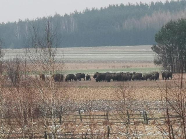 Wsrod Pol I Lasow Dubicze Cerkiewne Exterior photo